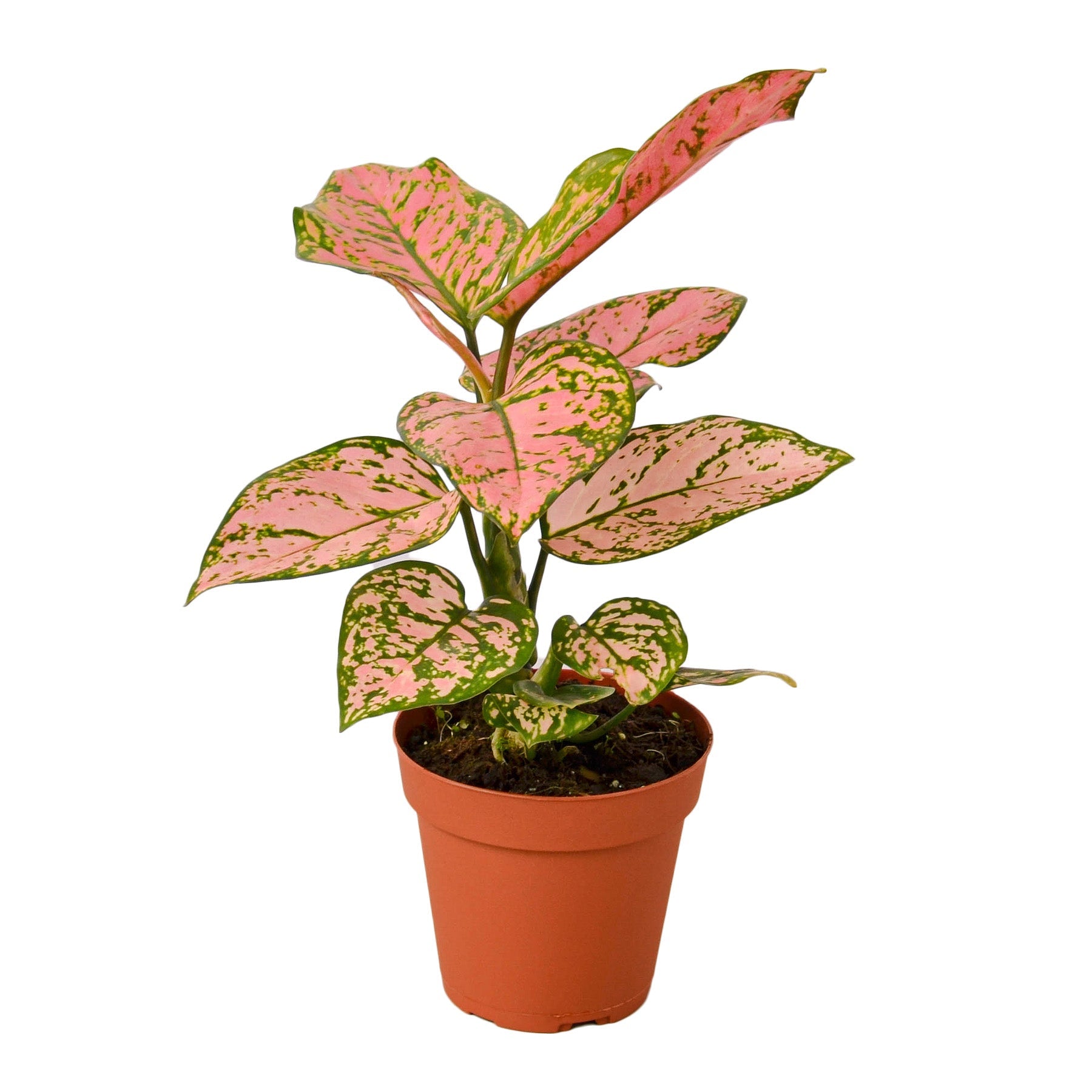 aglaonema near me Chinese Evergreen Lady Valentine