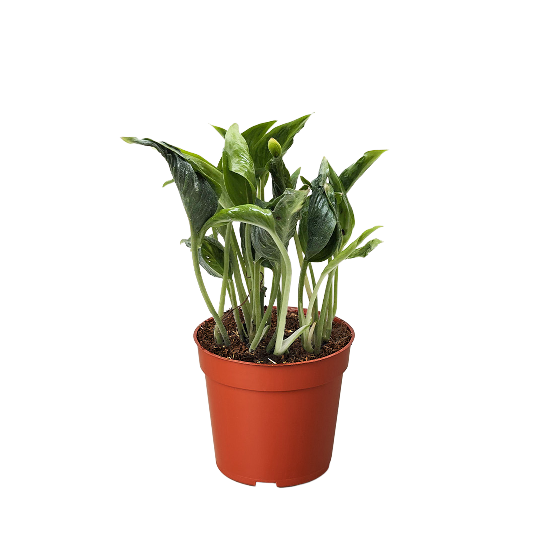 pothos buy near me Pothos 'Shangri La' – Prop Me Up