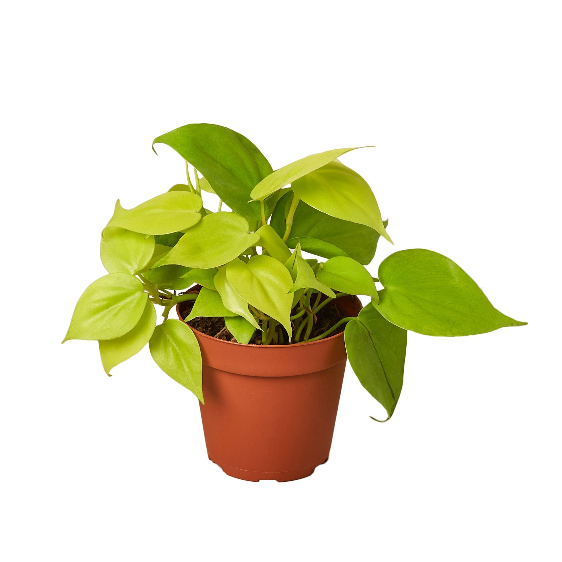 philodendron near me Philodendron 'Neon' 4" Pot