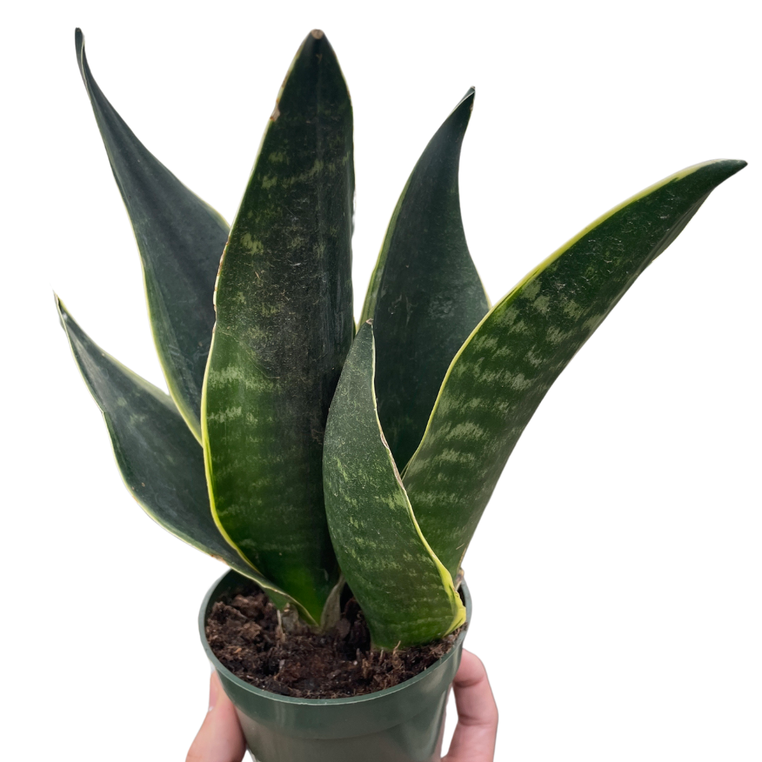 snake.plants near me Sansevieria Fabi: Easy Care Midnight Snake Plant for Bedrooms 6" Pot by Succulents Box