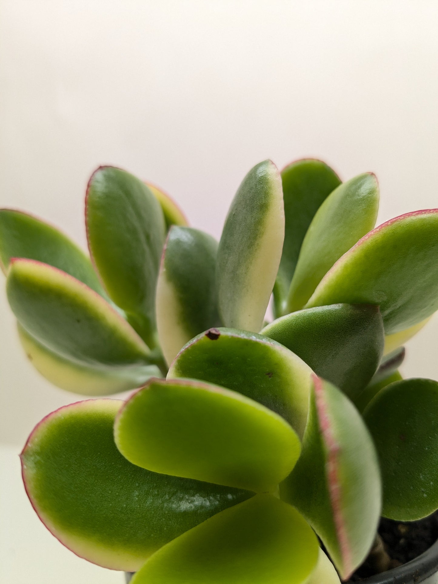Succulent Crassula Jade Variegated