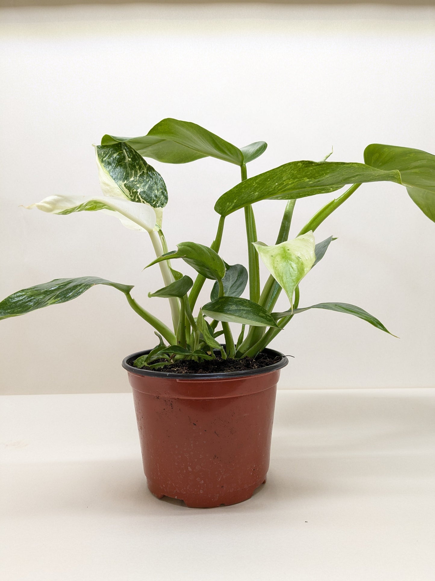 Philodendron Jose Bueno