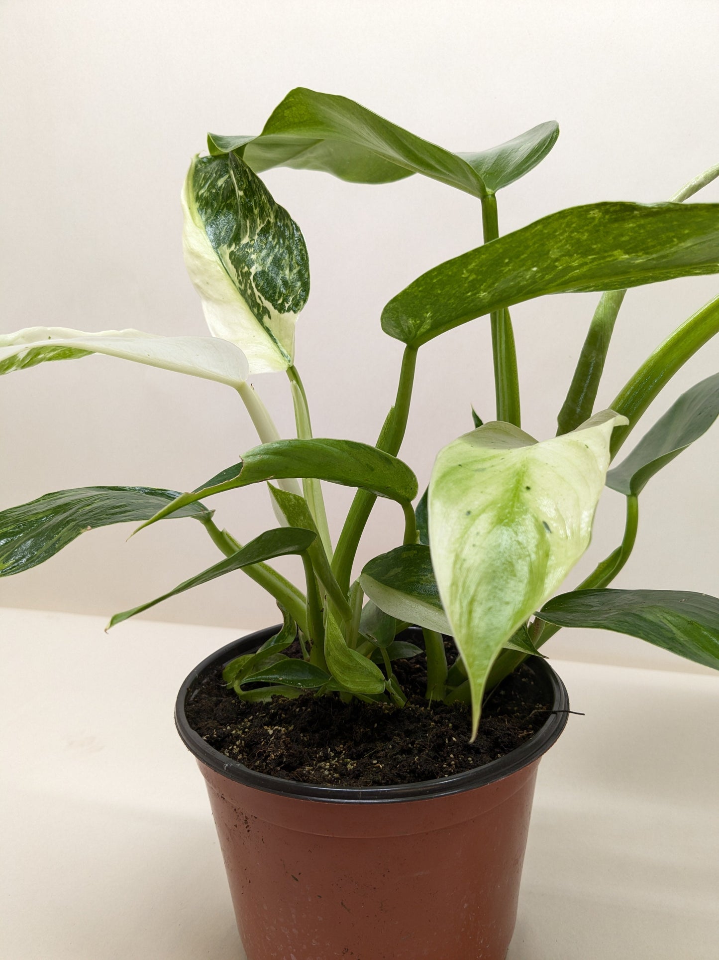 Philodendron Jose Bueno