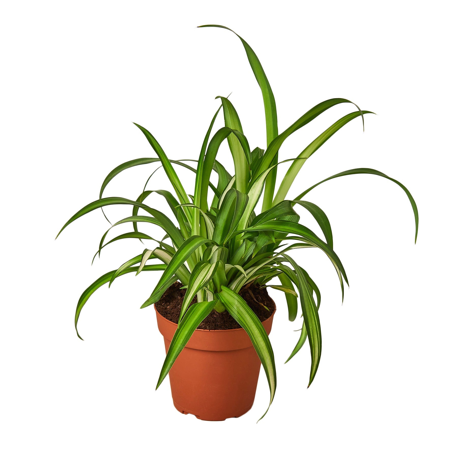 spider plant near me Spider Plant 'Hawaiian' 4" Pot