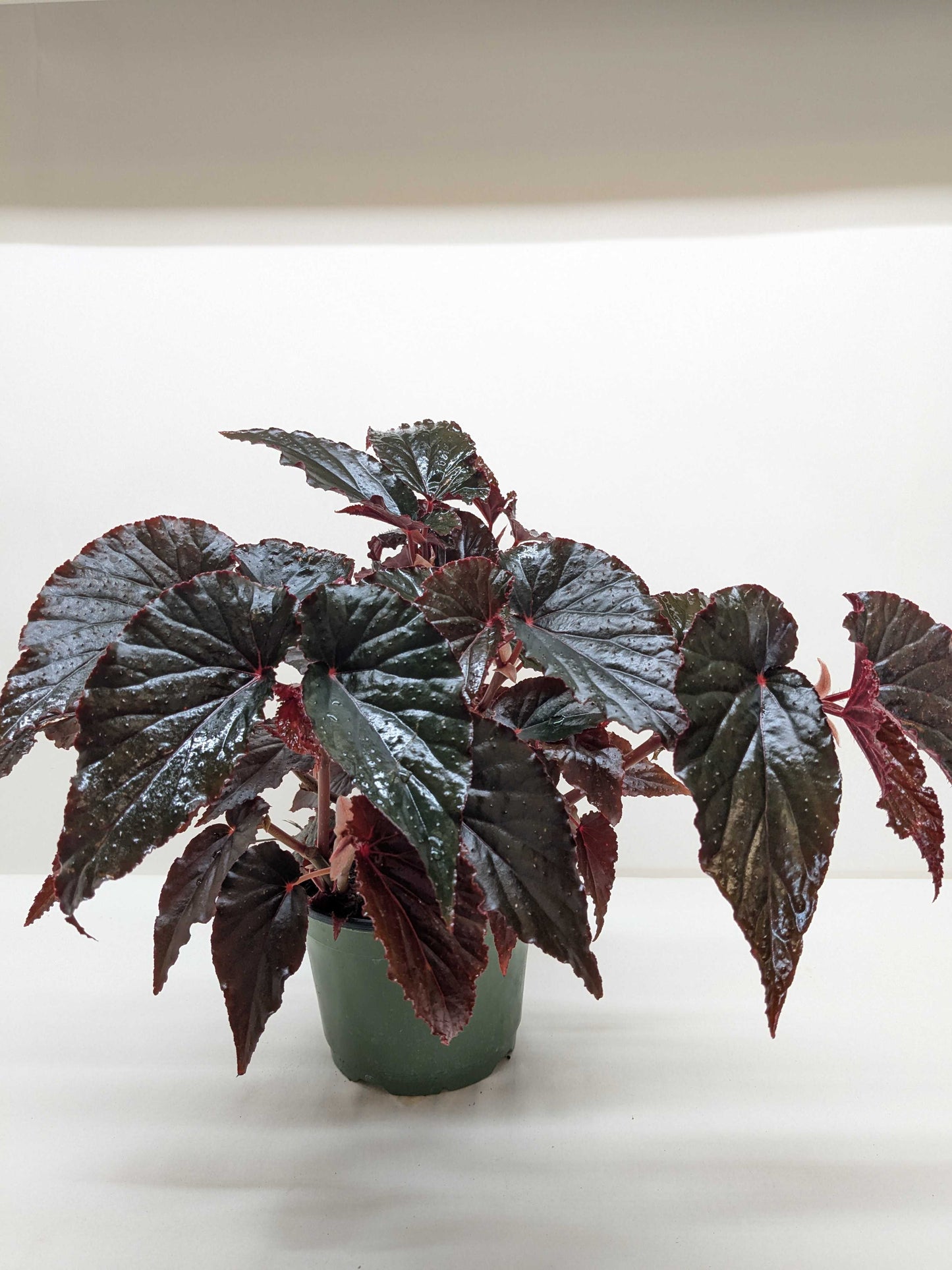 Begonia 'Black Magic'