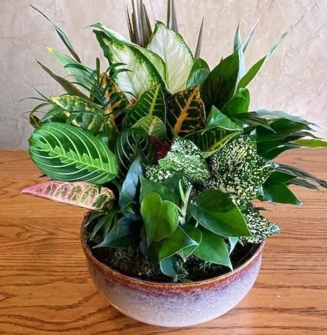 Custom Dish Garden
