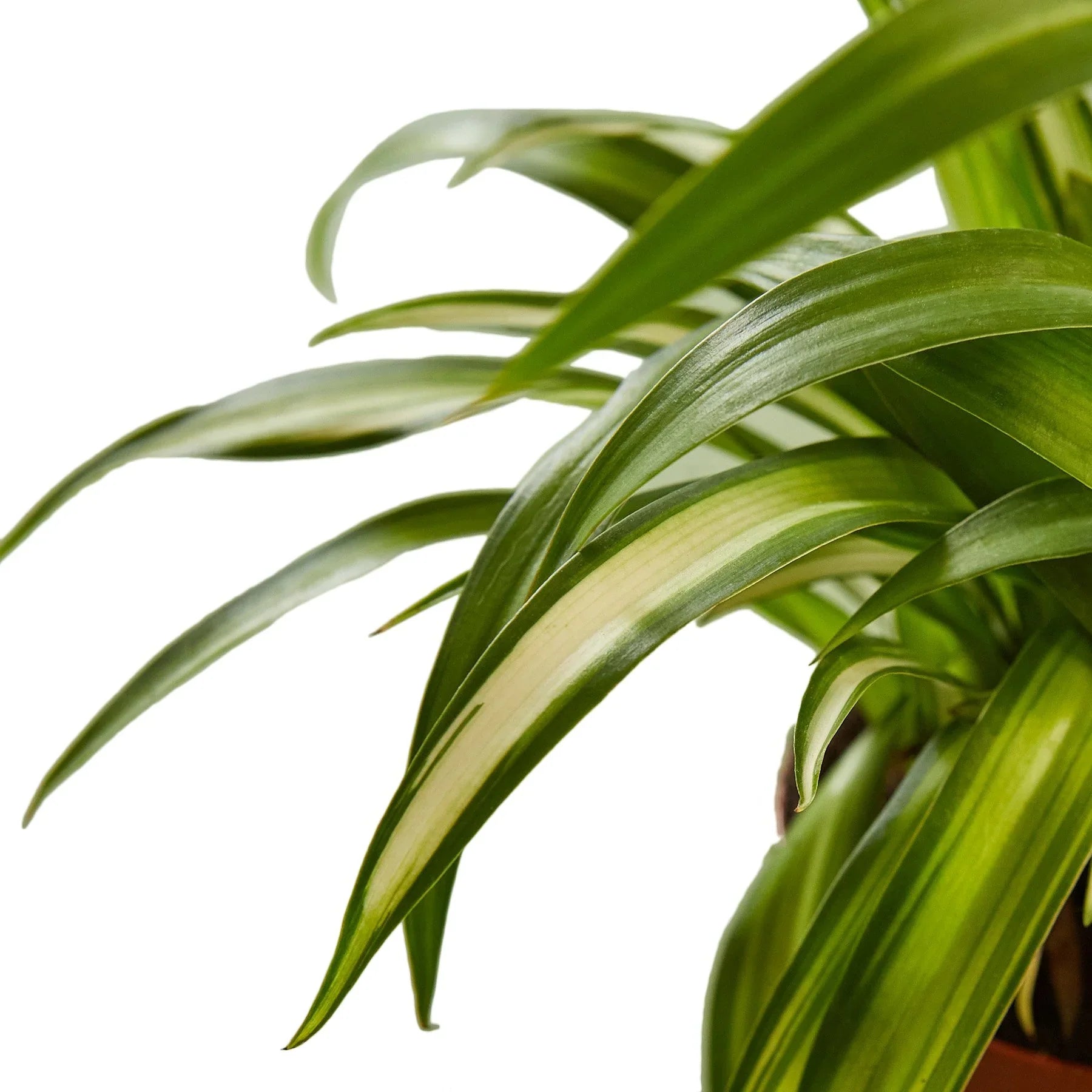 spider plants near me Spider Plant 'Hawaiian' 4" Pot