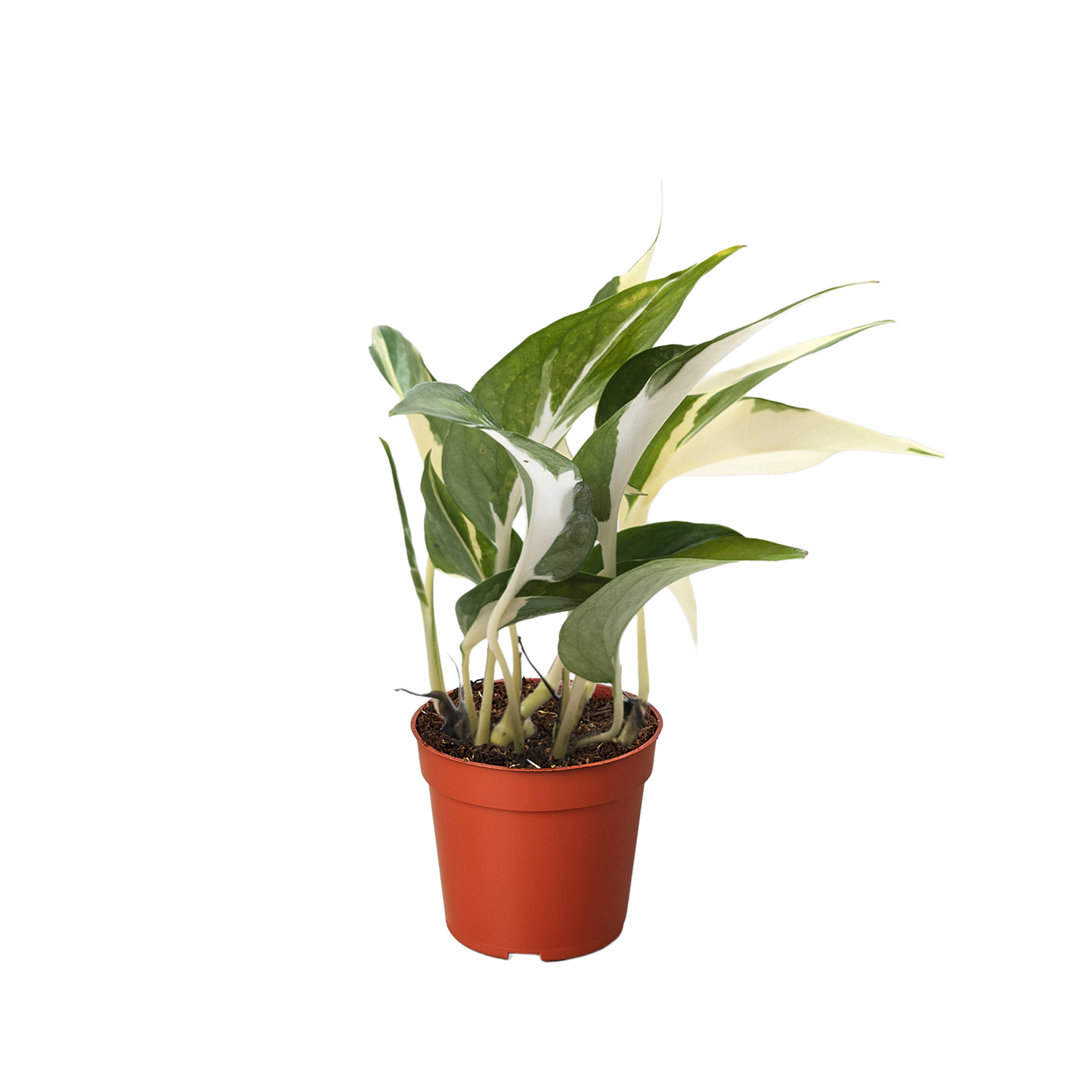 Pothos 'Mutant Manjula'