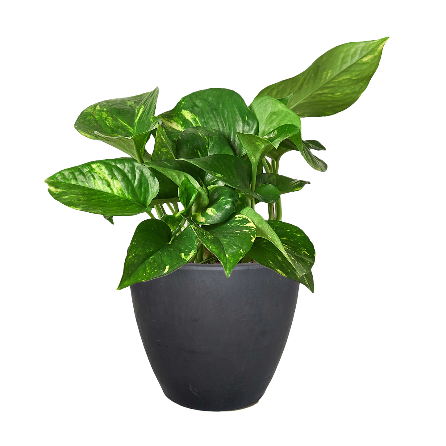 Pothos 'Golden'