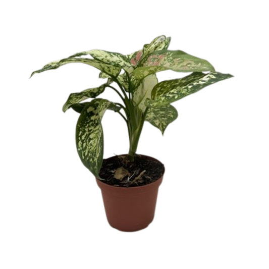 Chinese Evergreen 'Wishes'