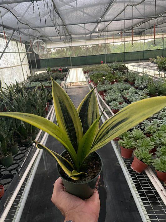 sansevieria fabi Snake 'Fabi' – Prop Me Up