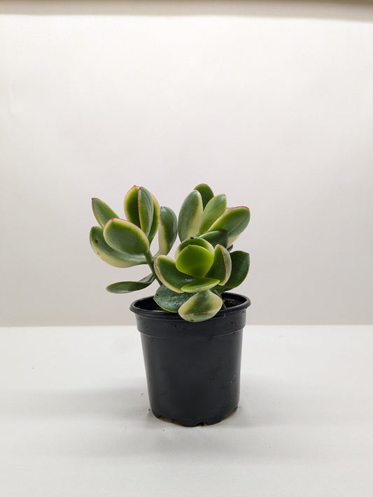Succulent Crassula Jade Variegated