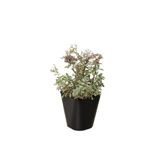 Sedum Tricolor