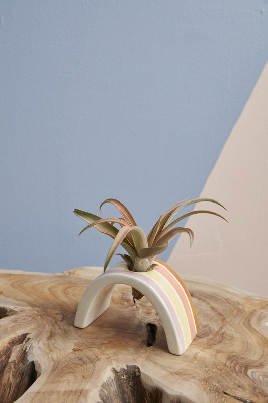 Ceramic Hope Tillandsia Holder