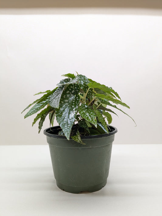 Begonia 'White Ice'