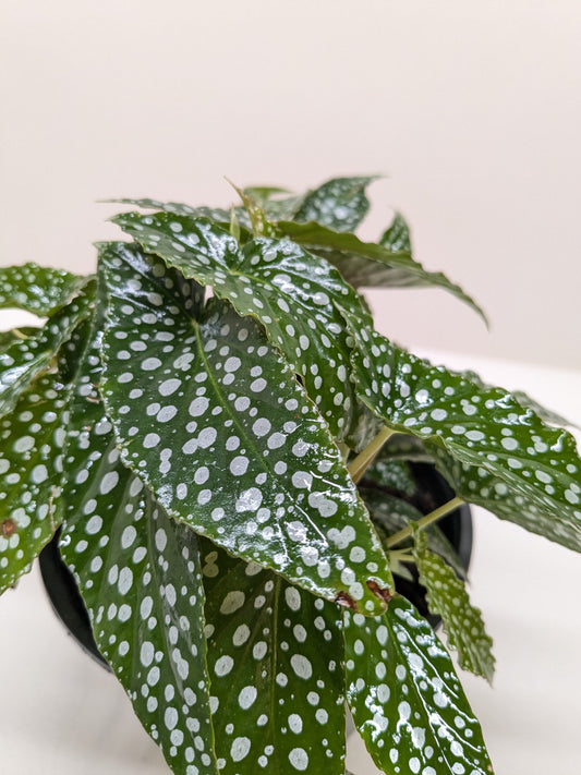 Begonia 'White Ice'