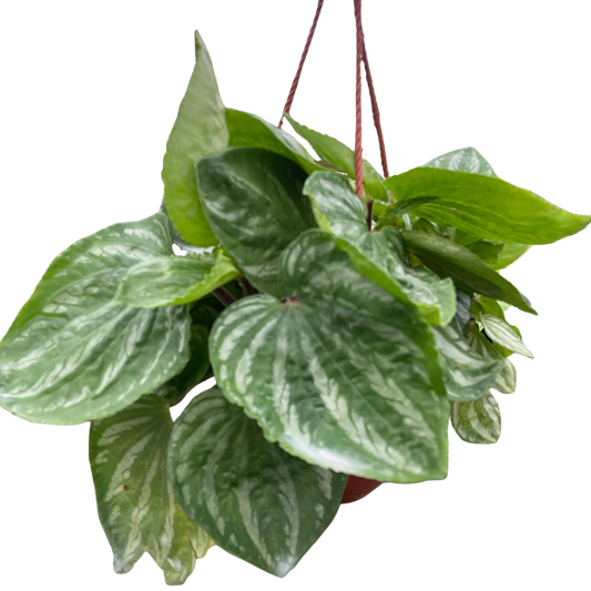 Peperomia Ecuador