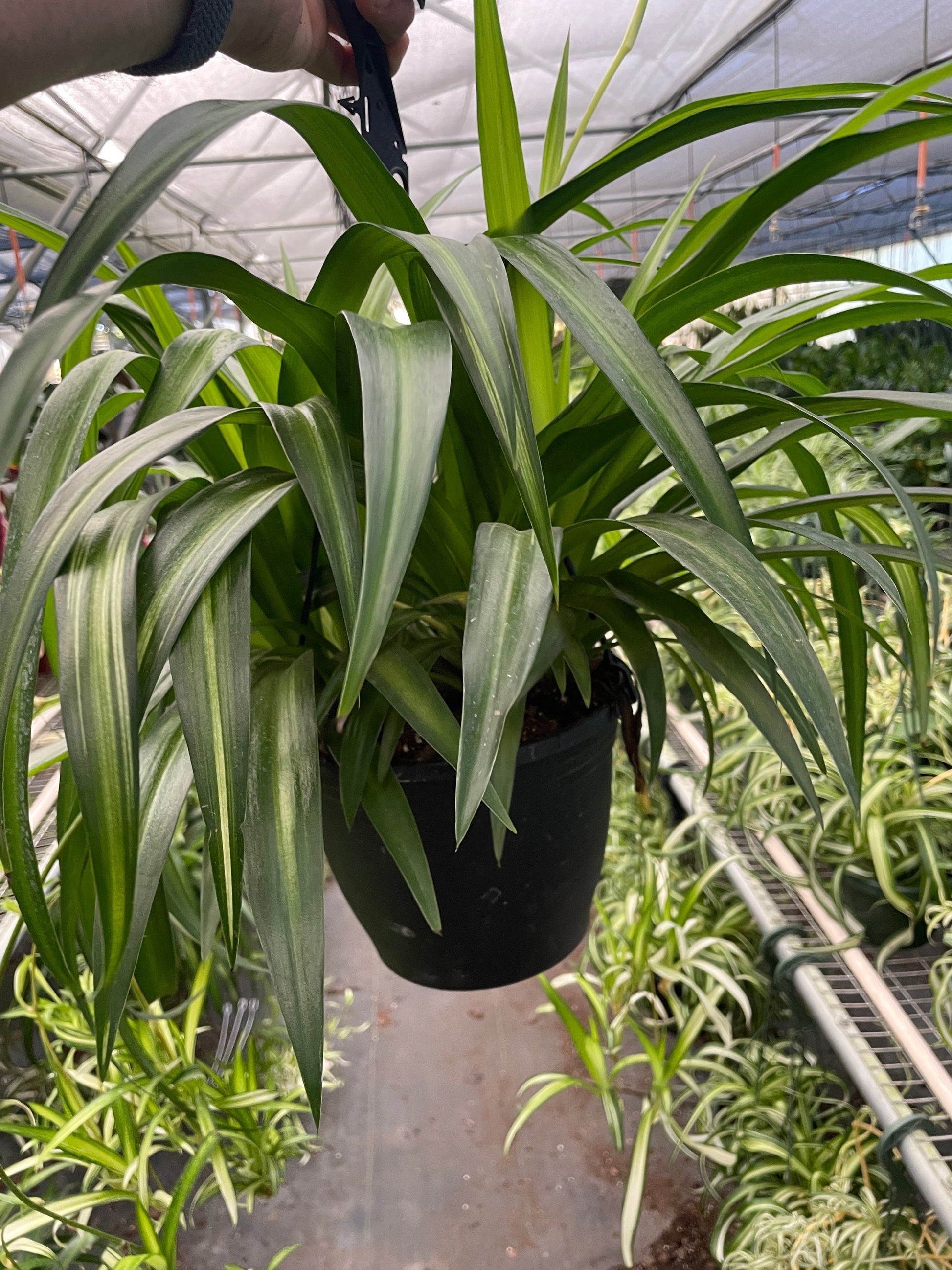 where to get a spider plant near me Spider Plant 'Hawaiian' 4" Pot