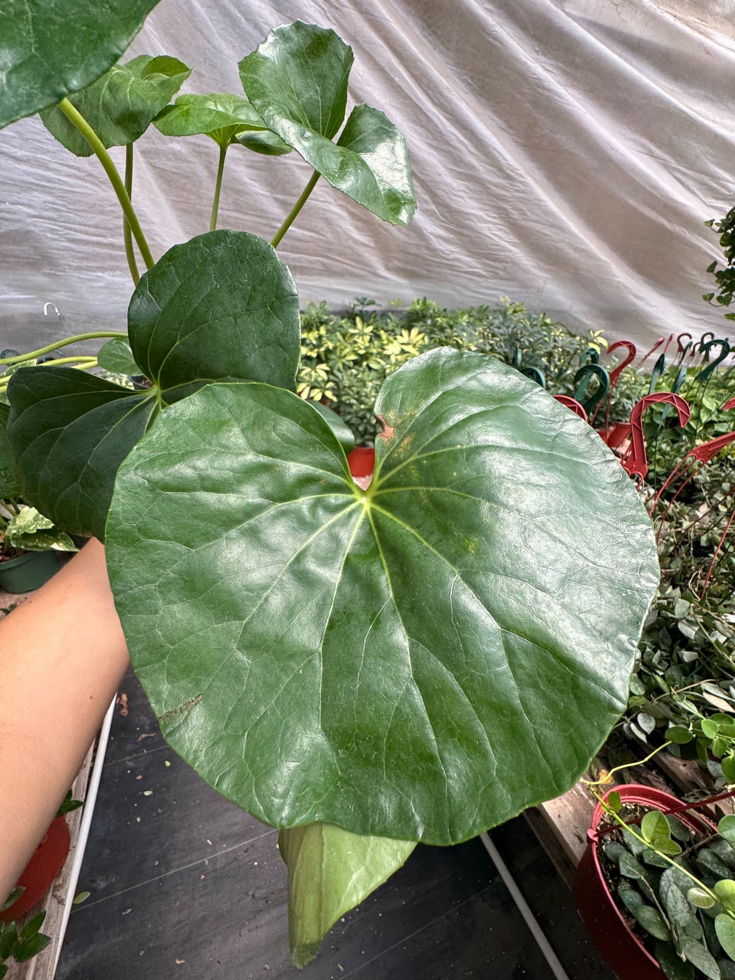 Farfugium japonicum