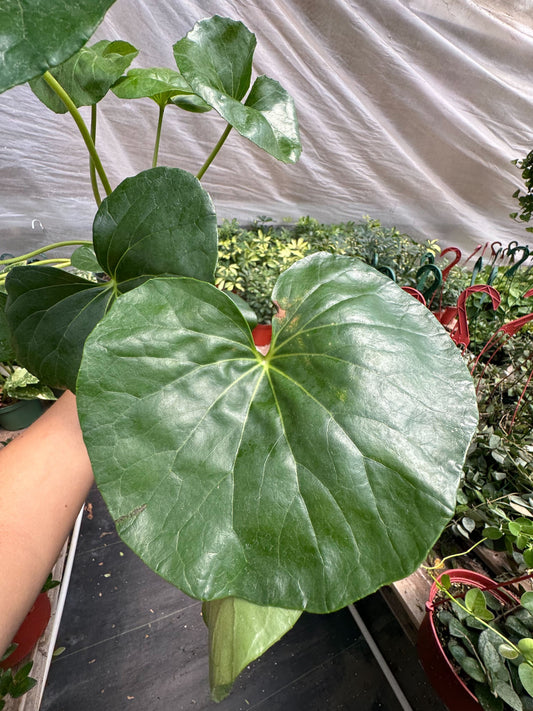 Farfugium japonicum