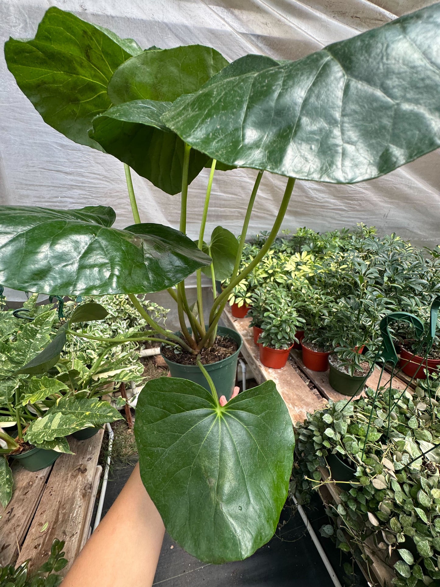 Farfugium japonicum