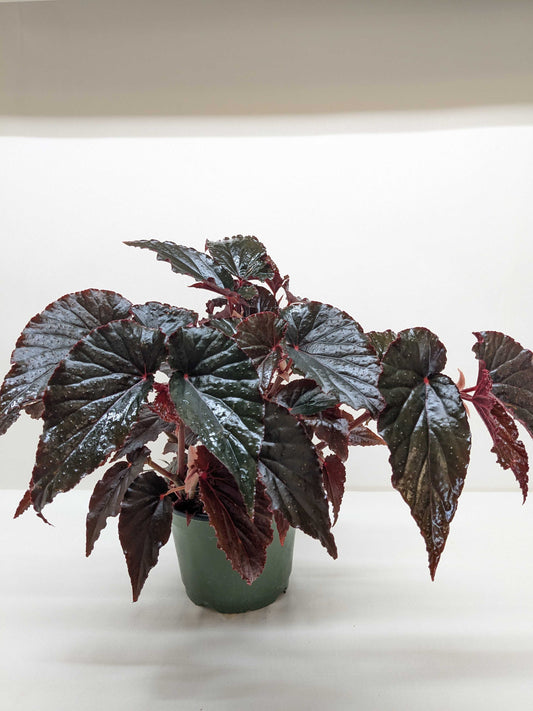 Begonia 'Black Magic'
