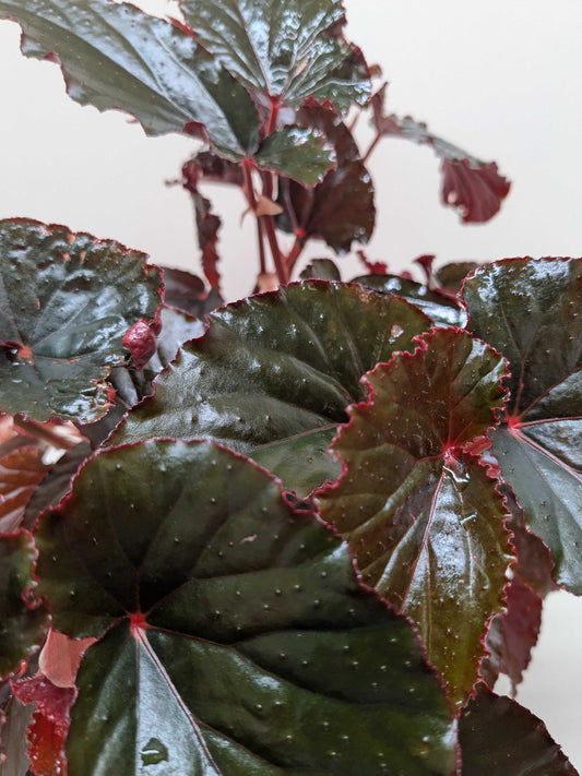 Begonia 'Black Magic'