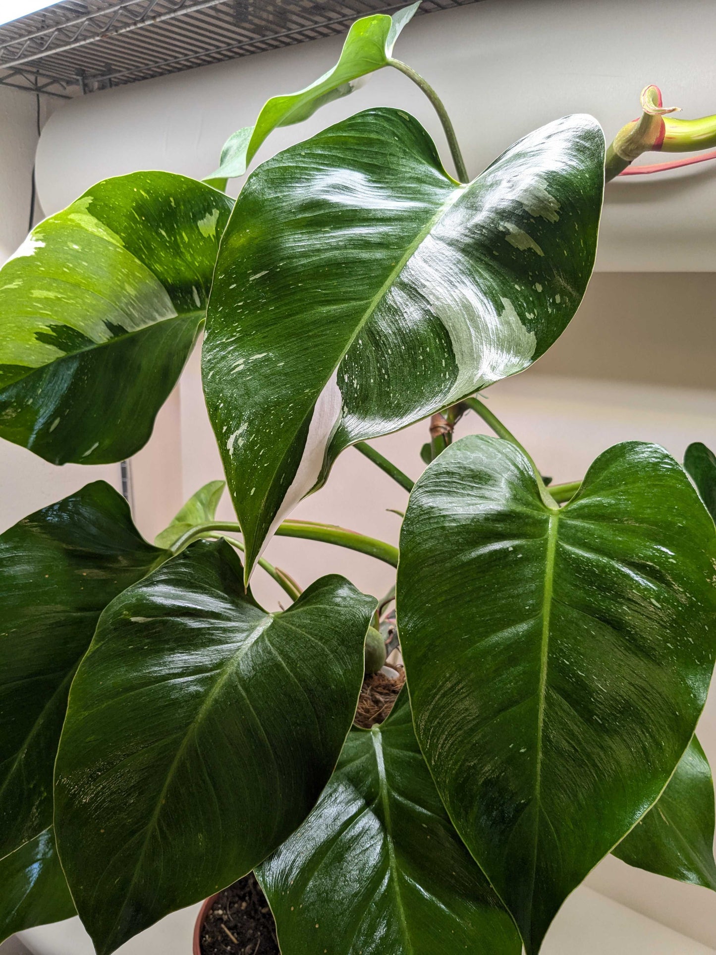white princess philodendron for sale Philodendron 'White Princess'