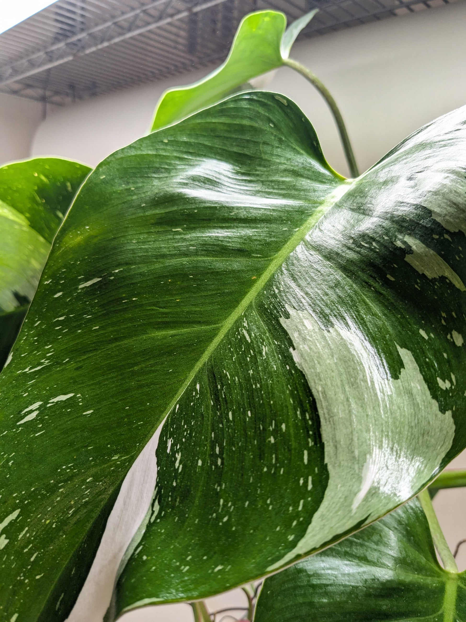 philodendron white princess price Philodendron 'White Princess'