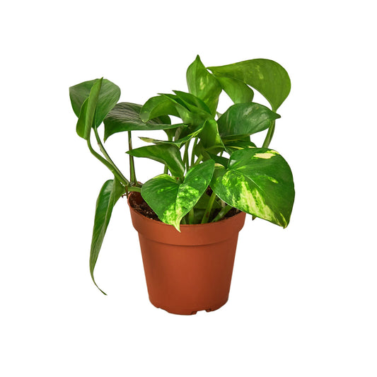 4 pothos 4 Different Pothos Plants in 4" Pots - Live House Plant – Prop Me Up