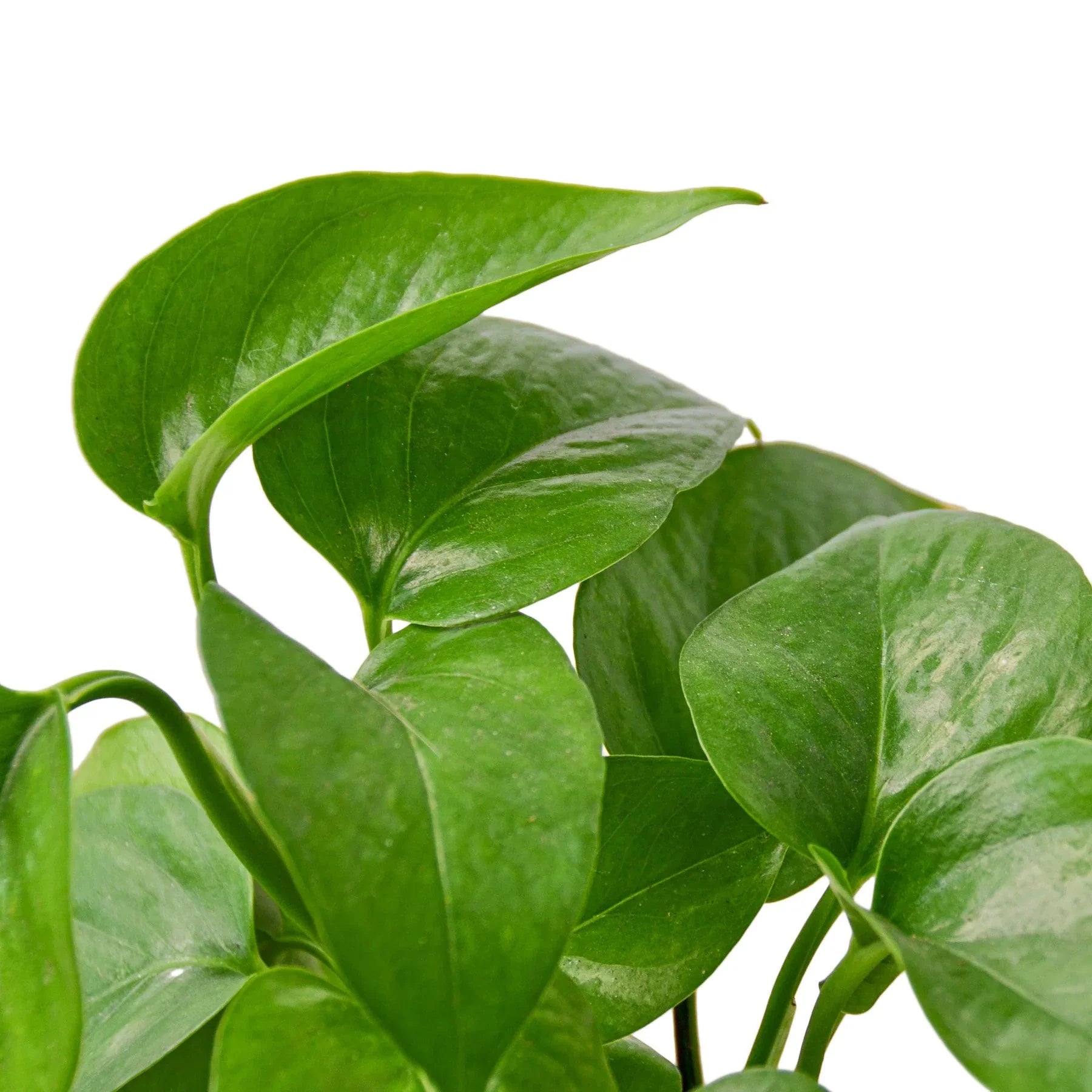 prop pothos Pothos 'Green Queen'